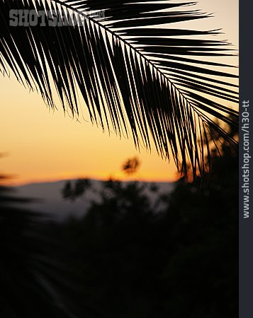 
                Sunset, Tropical, Palm Fronds                   