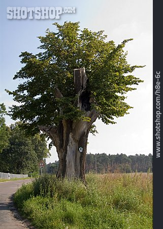 
                Naturdenkmal, Pappel, Alter Baum                   
