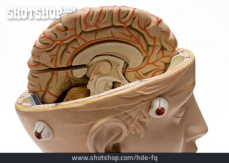 
                Modell, Anatomie, Gehirn                   