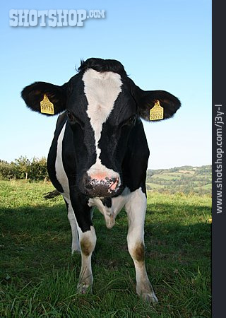 
                Cow                   