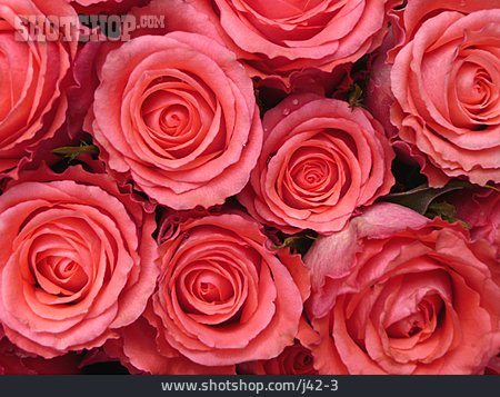 
                Rose, Blüte, Rosa                   