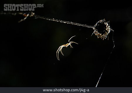 
                Spinnentier, Arachnophobie                   