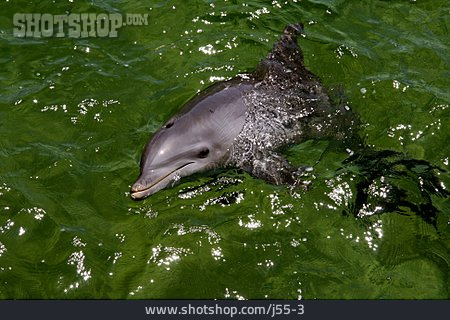 
                Delfin                   