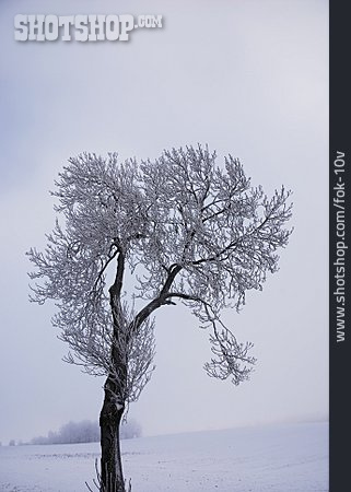 
                Baum, Winter, Frost, Rauhreif                   