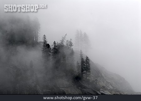 
                Wald, Gebirge, Nebel                   