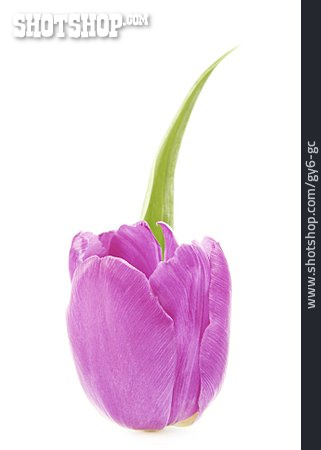 
                Tulpe, Blütenkelch                   