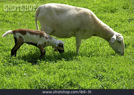 
                Sheep, Lamb                   