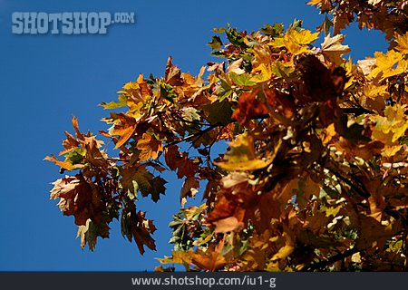 
                Blätter, Herbstlaub                   