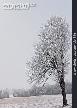 
                Baum, Winter, Trüb                   