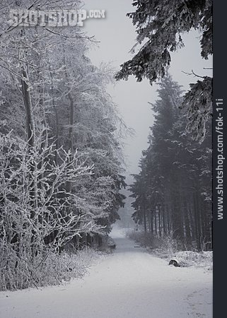 
                Winter, Waldweg, Diesig, Verschneit                   