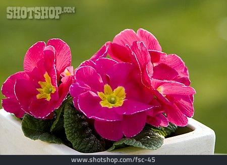 
                Blume, Frühlingsblume, Primel                   