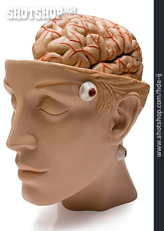 
                Modell, Anatomie, Gehirn                   
