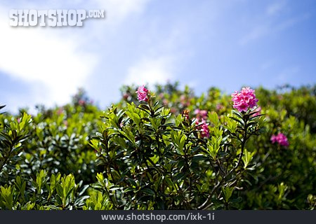 
                Sträucher, Rhododendron                   