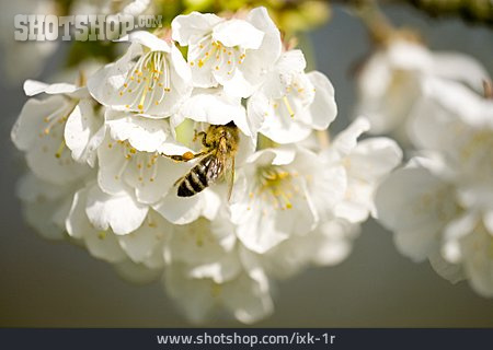 
                Biene, Apfelblüte, Baumblüte                   