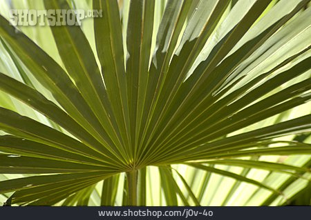 
                Palmblatt, Palme                   