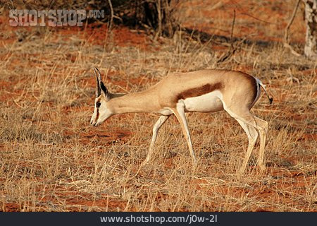 
                Antilope, Springbock                   