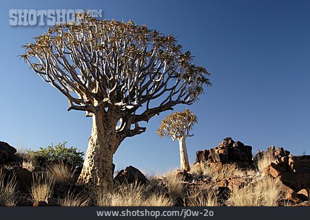 
                Afrika, Köcherbaum                   