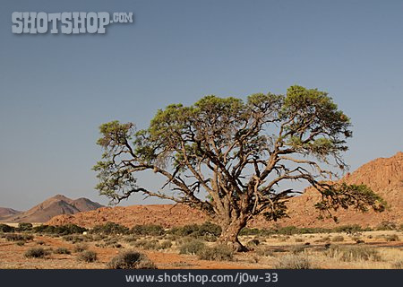 
                Baum, Afrika, Namibia, Namibwüste                   