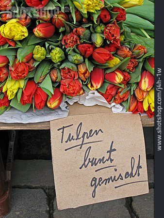 
                Tulpe, Markt, Blumenstand                   
