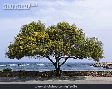 
                Baum, Sardinien, Akazie, San Teodoro                   