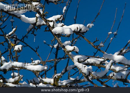 
                Zweig, Schneebedeckt, Winterlich                   