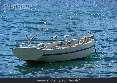 
                Boot, Silbermöwe                   