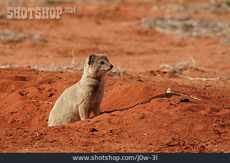 
                Kalahari, Fuchsmanguste                   