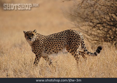 
                Afrika, Gepard                   
