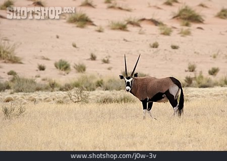 
                Antilope, Oryx-antilope, Spießbock                   