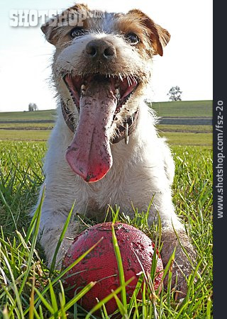 
                Hund, Parson Russell Terrier, Ball Spielen                   