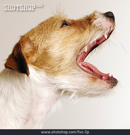 
                Hund, Gähnen, Schnauze, Parson Russell Terrier, Bellen                   