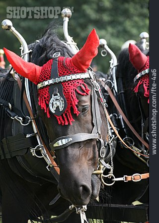 
                Carriage Horse, Draft Horse                   