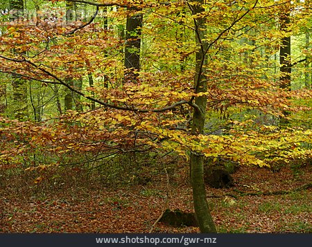 
                Herbstwald, Herbstlich, Buchenwald                   