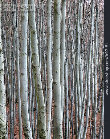 
                Wald, Baumstamm, Forst                   