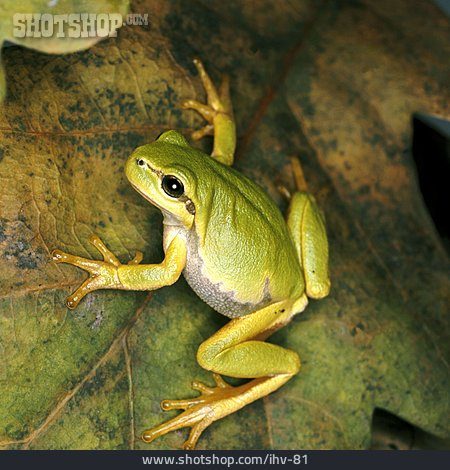 
                Frosch, Laubfrosch                   