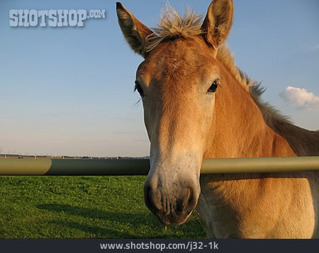 
                Horse, Horsehead                   