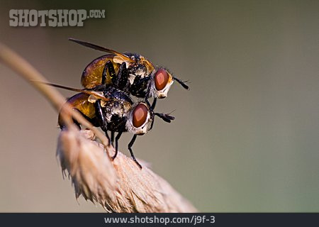 
                Fliege, Fortpflanzung, Paarung                   
