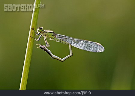 
                Insekt, Libelle, Große Pechlibelle                   