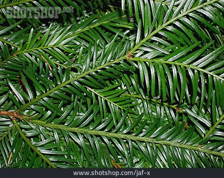 
                Yew, Taxus Branch                   