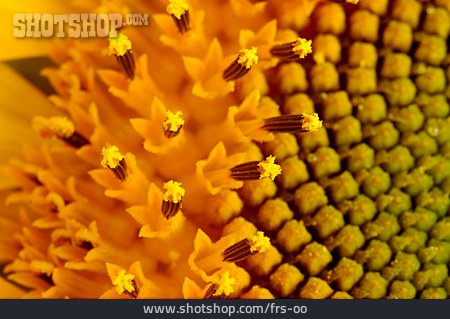 
                Sonnenblume, Blüte, Staubblatt                   