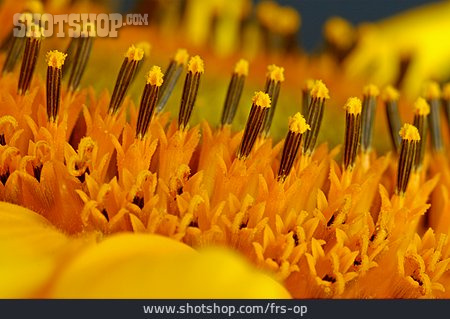 
                Sonnenblume, Pollenstaub                   