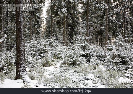 
                Winterlandschaft, Nadelwald, Steinwald, Oberpfälzer Wald                   