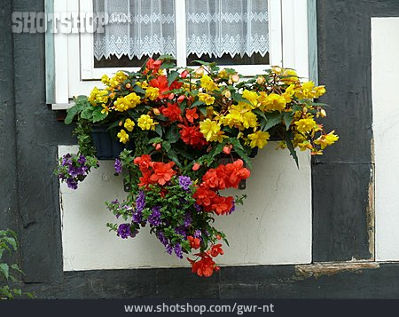 
                Fachwerkhaus, Blumenfenster, Blumendekoration                   
