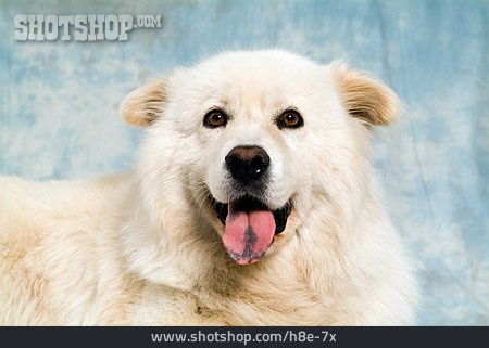 
                Hund, Rassehund, Eurasier                   