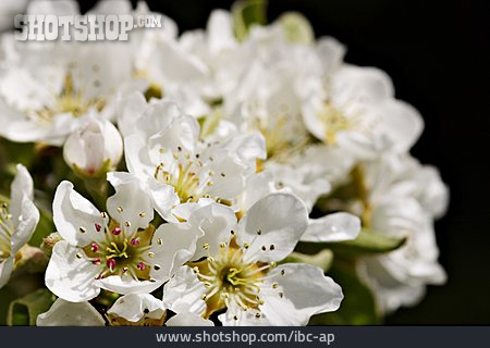 
                Baumblüte, Birnenblüte                   