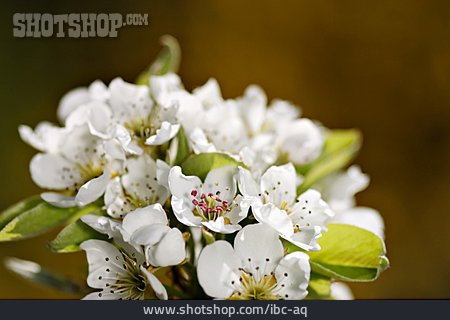 
                Baumblüte, Birnenblüte                   