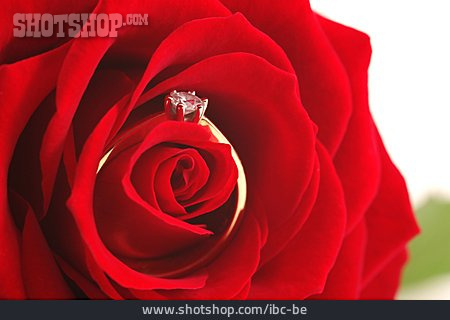 
                Rose, Ehering, Heiratsantrag, Verlobungsring                   