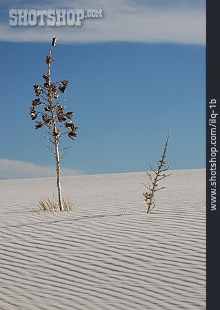 
                Wüste, White Sands National Monument, Yucca Elata                   