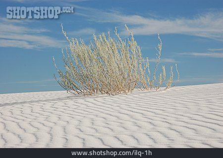 
                White Sands National Monument, Gipsdüne                   
