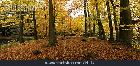 
                Herbstwald, Herbstlich, Buchenwald                   